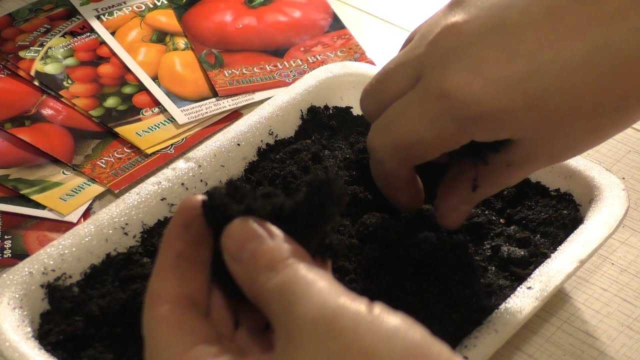 Семена перца: как обработать перед посевом на рассаду