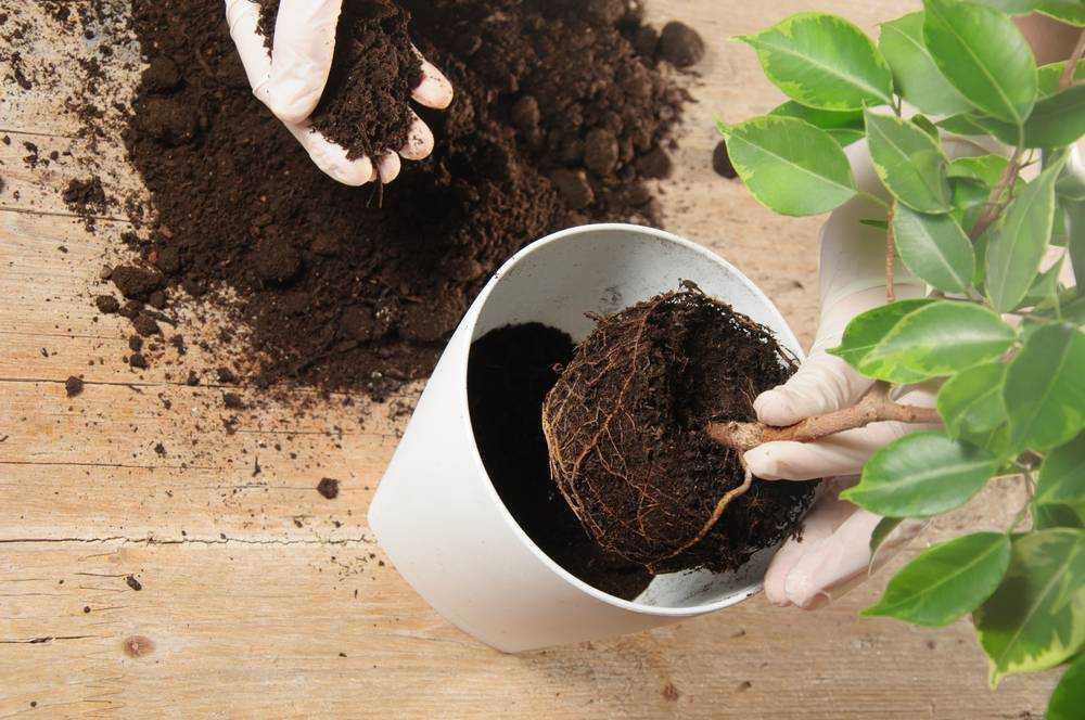 10 полезных советов, как за один год улучшить старую почву на участке и в теплице