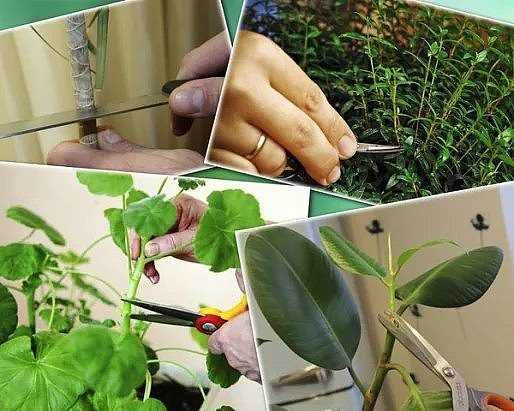 Проще пареной репы: как быстро и просто размножать красивые комнатные растения