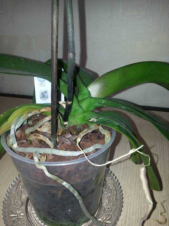 Почему орхидея не цветет, как заставить её цвести