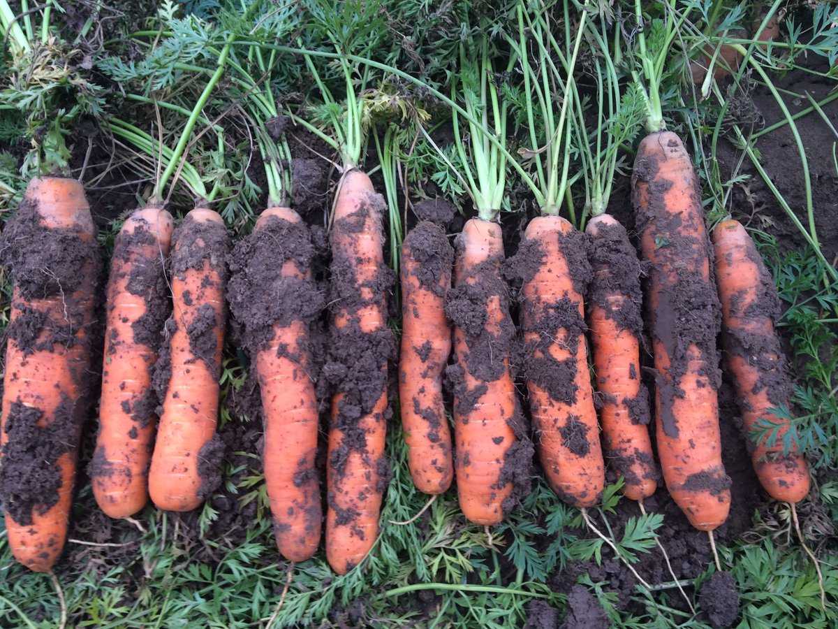 Время собирать свеклу. Самовыкапывающаяся морковь сорт. Урожай моркови. Морковь на грядке. Уборка моркови.