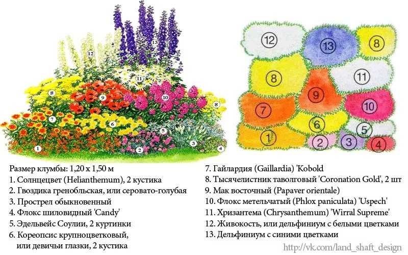 Тонкости составления схемы клумбы непрерывного цветения для начинающих Полезные советы по выбору растений для цветника