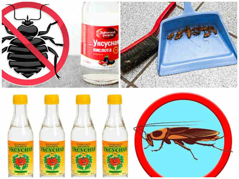 Секреты, как избавиться от тараканов раз и навсегда: мой опыт