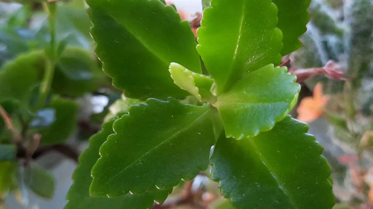 Почему не цветёт каланхоэ в домашних условиях, а растут только листья (видео)