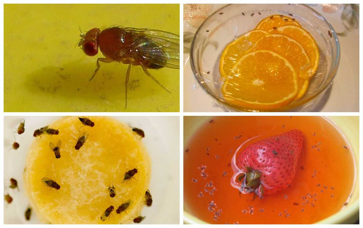 Как избавиться от мошек на кухне народными способами, с помощью инсектицидов и профилактики