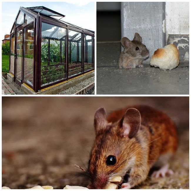 Как избавиться от мышей на даче: топ-5 способов - строительный блог вити петрова