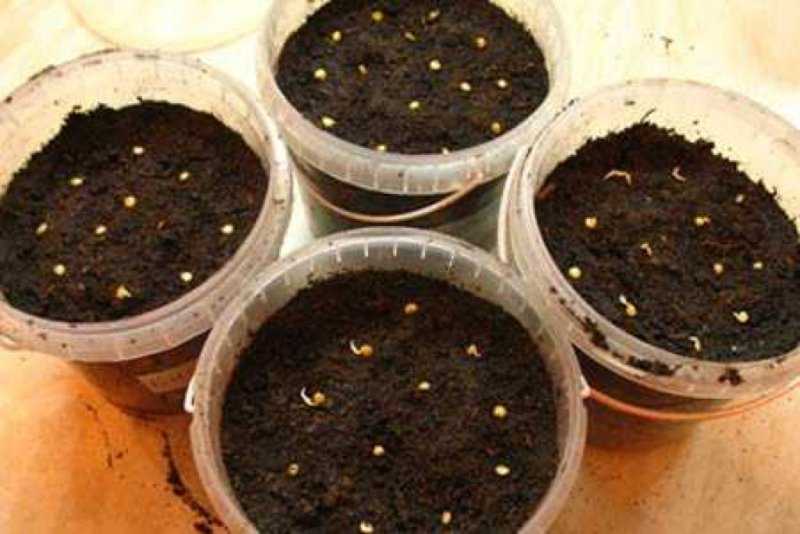 Выращивание рассады перца в домашних условиях: пошаговая инструкция и уход