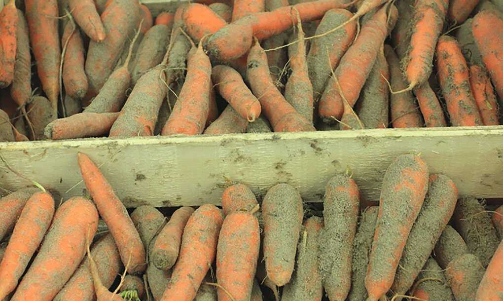 Как хранить морковь в погребе зимой: 5 лучших способов