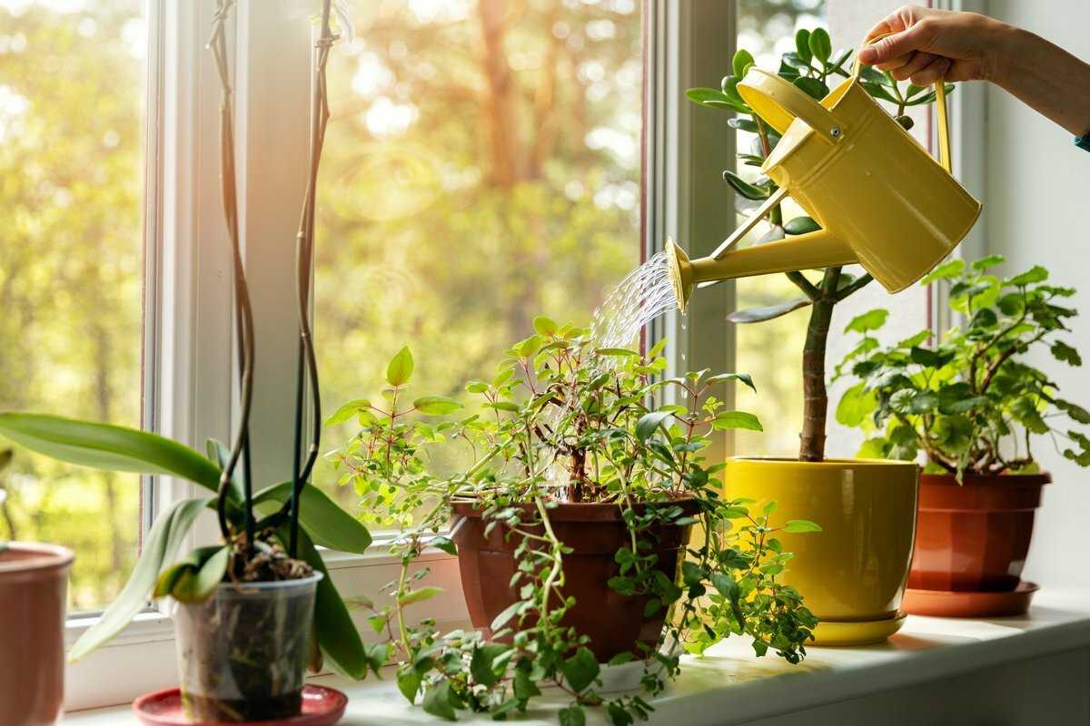 Рассказываем, как ухаживать за домашними растениями в осенний период и как обеспечить им достаточное количество света и влаги