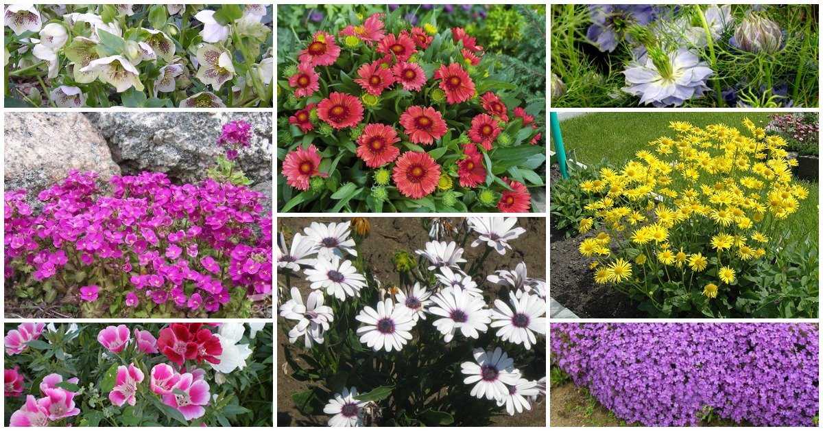 Цветы для посадки в июне в открытый грунт - сад и огород