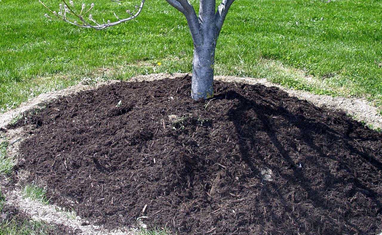 Что можно посадить в приствольный круг плодовых деревьев в саду