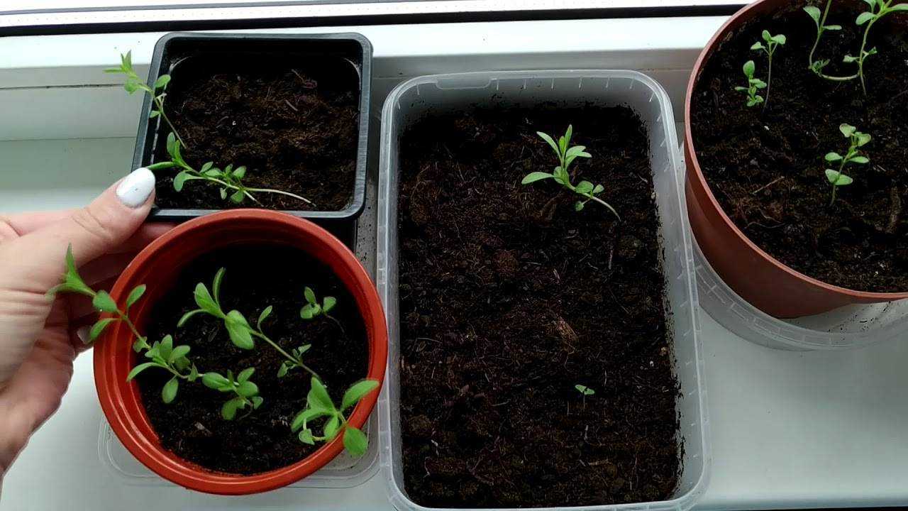 Как вырастить лаванду из семян дома: посев, уход, фото, отзывы