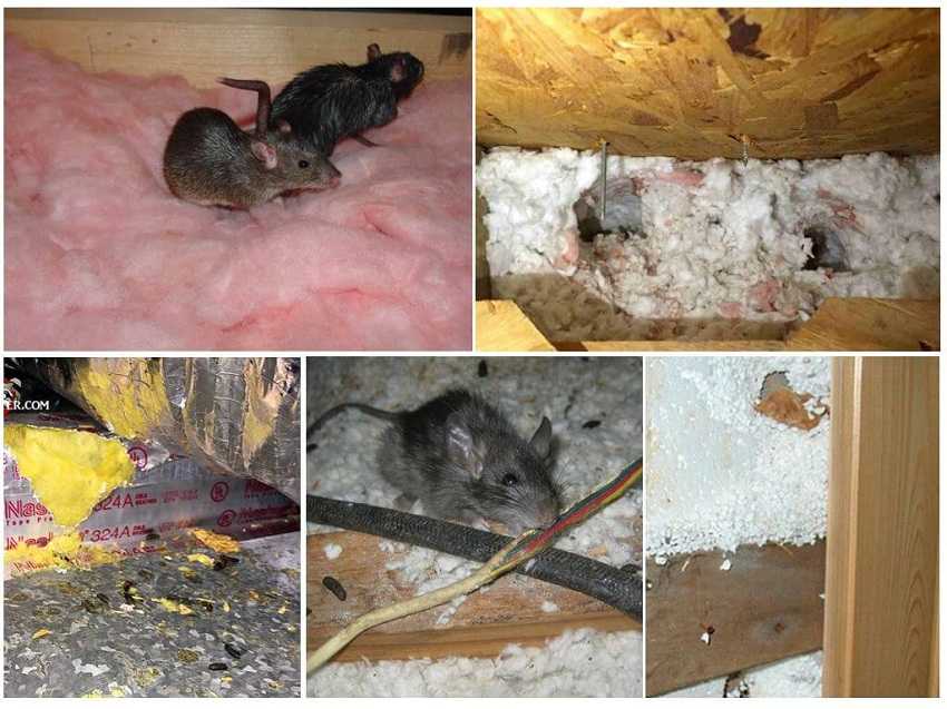 Как избавиться от мышей на даче навсегда и не допустить повторного появления грызунов