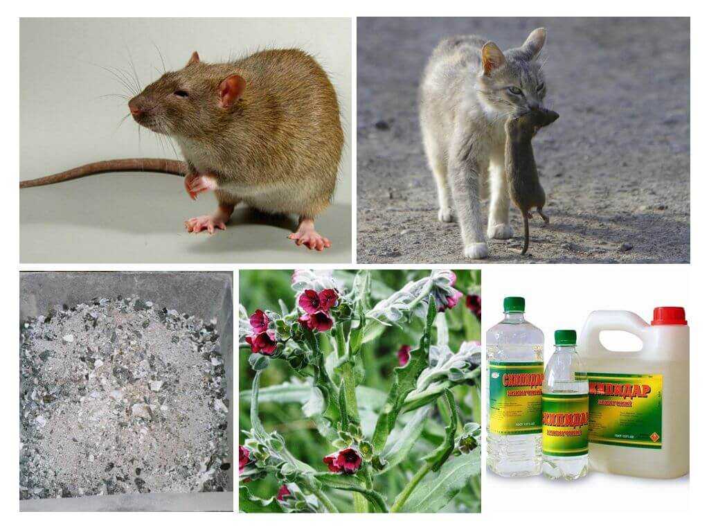 Как избавиться от мышей в частном доме: все о самых эффективных способах борьбы с грызунами