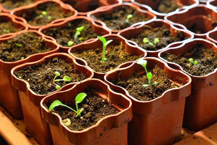 Лаванда южанка: выращивание из семян дома - лучшая инструкция!