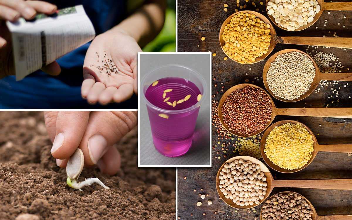 Предпосевная обработка семян удобрениями: советы агрономов