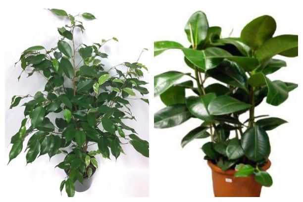 Топ 16 растений, которые очищают воздух в доме — вентиляция и кондиционирование
