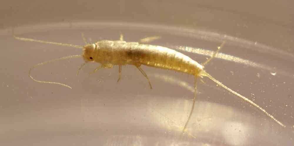 Обыкновенная чешуйница в ванной: как избавиться от мелкого серого насекомого и откуда оно берется