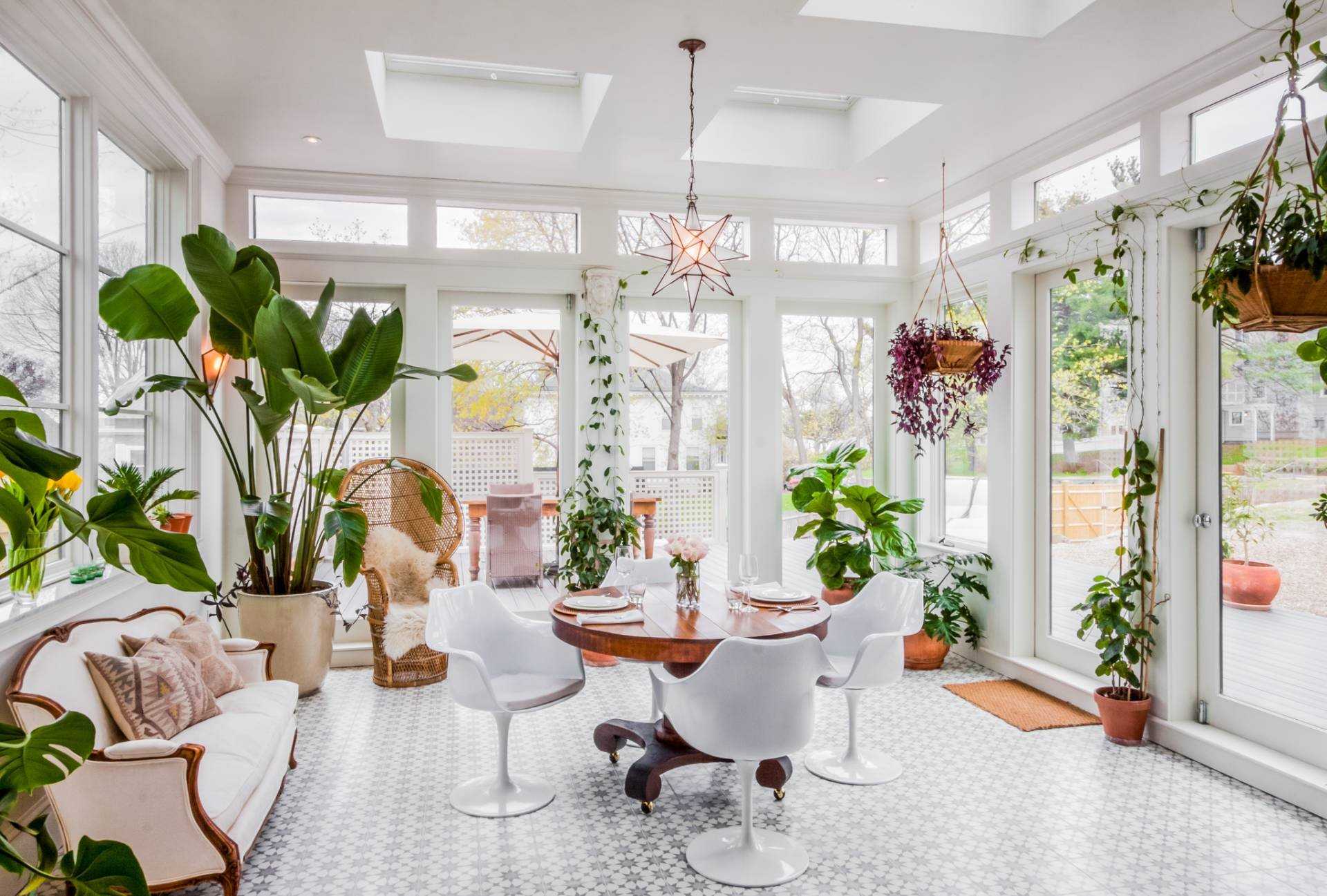Лучшие комнатные растения очищающие воздух:топ15, для квартиры и дома