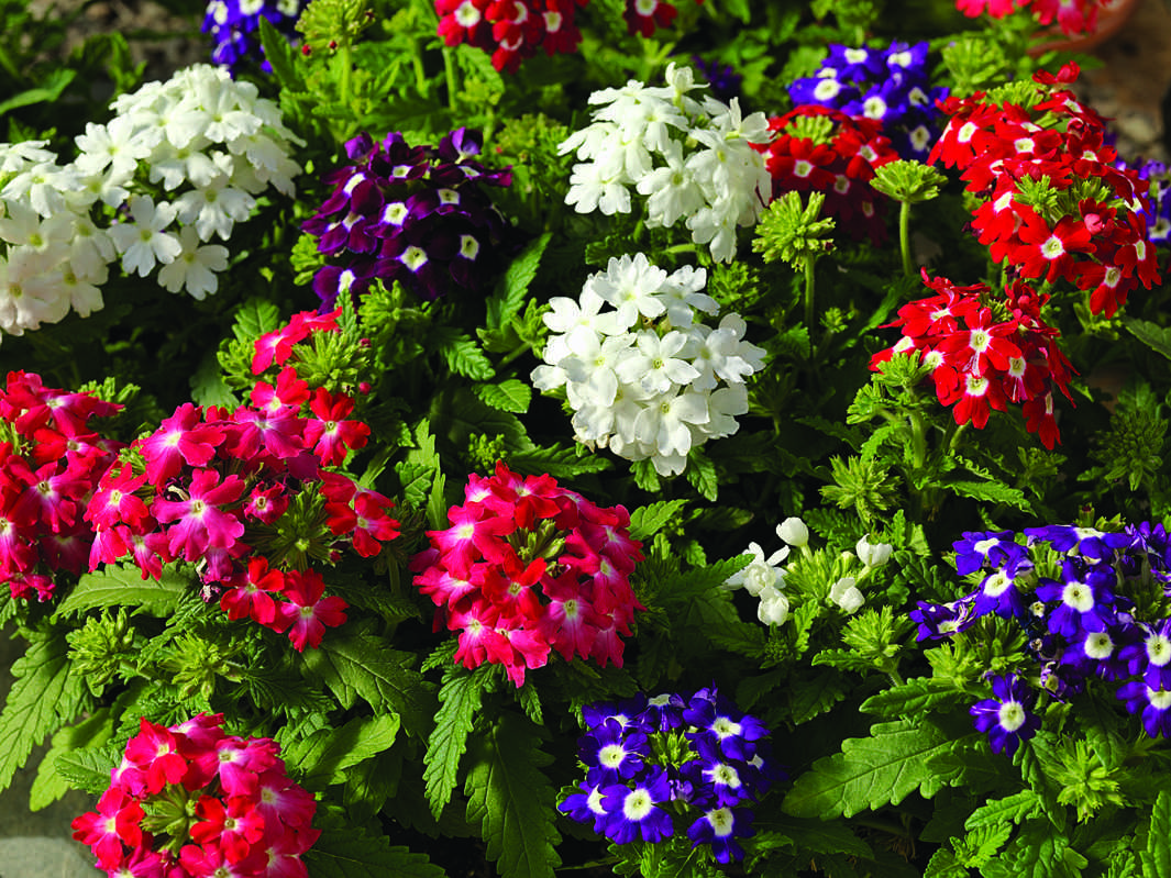 Цветы однолетки неприхотливые и красивые, которые цветут все лето
 - 34 фото