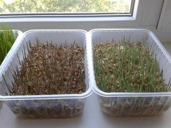 Выращивание микрозелени в домашних условиях