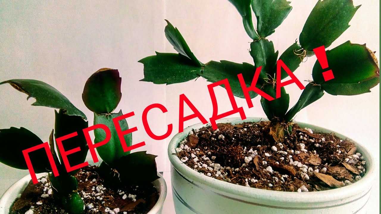 Декабрист – секреты ухода за необычным кактусом в домашних условиях