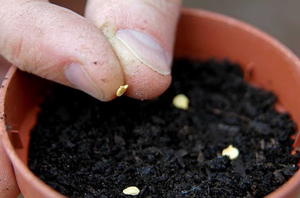 Посадка перца на рассаду 2021: как и когда сажать семена перца, сроки и способы - почва.нет