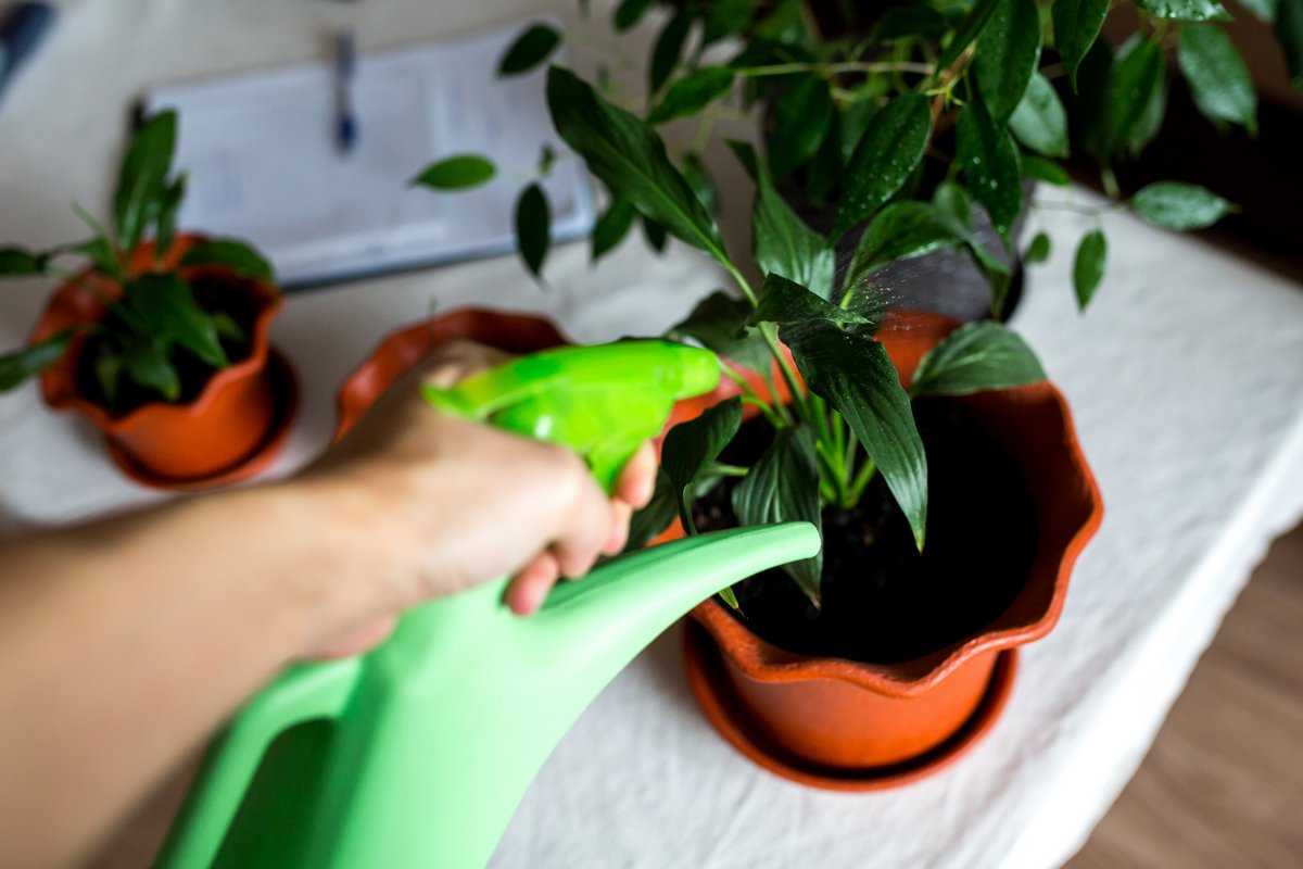 5 советов по уходу за комнатными растениями