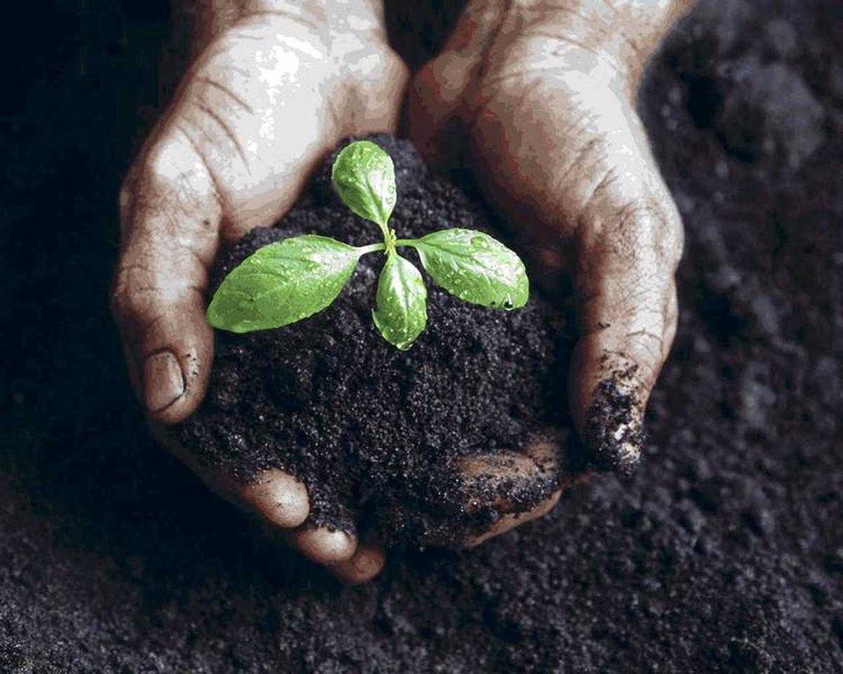 Как улучшить структуру почвы и повысить ее плодородие — викистрой