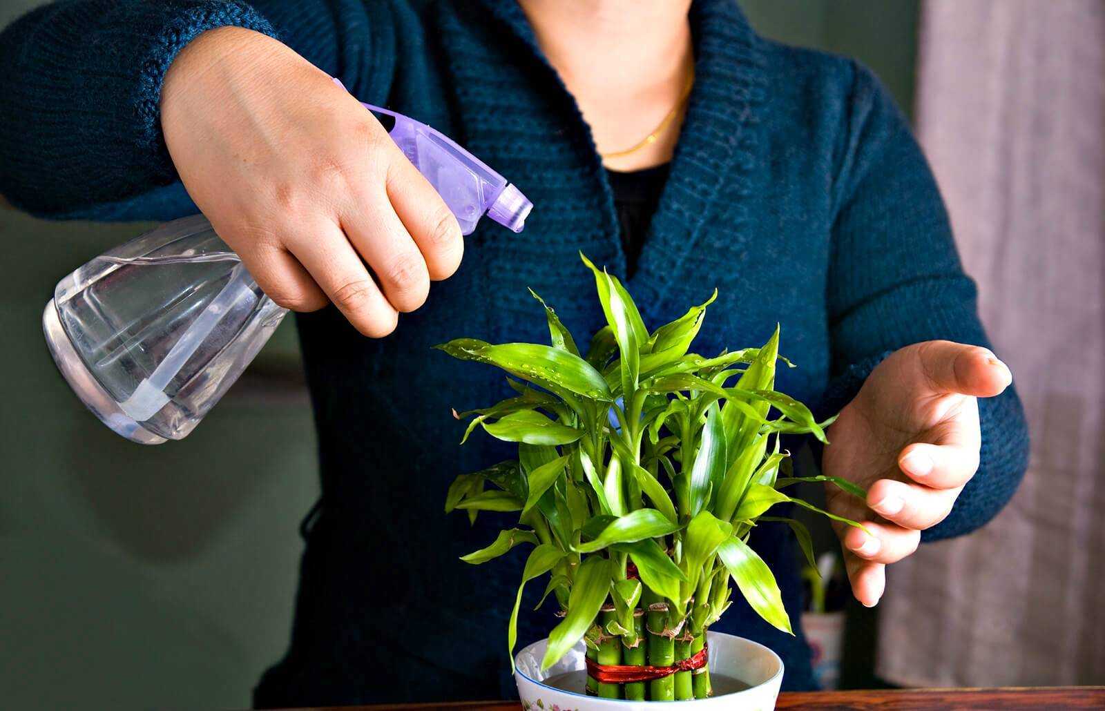 Как правильно ухаживать за комнатными растениями: правильный уход за домашними цветами - стэл-инвест