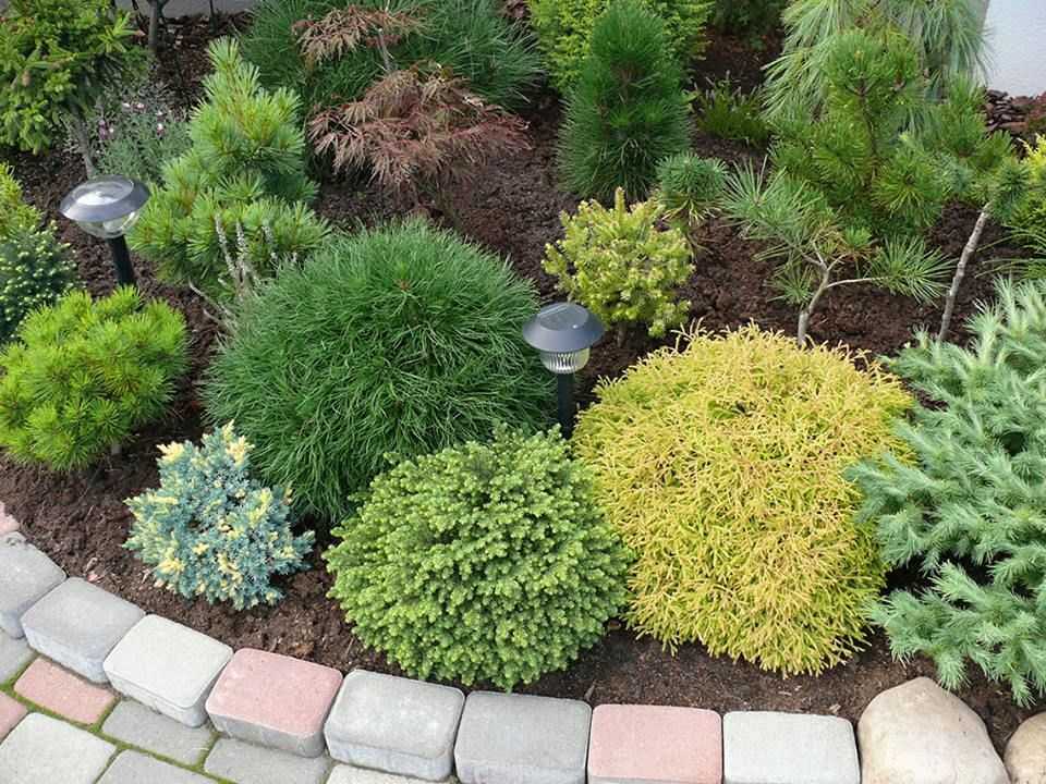 Самые броские вечнозелёные растения для сада. фото — ботаничка.ru