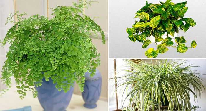 16 лучших растений для чистого воздуха