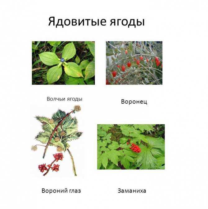Ядовитые растения вокруг нас. описания, названия и фото — ботаничка.ru