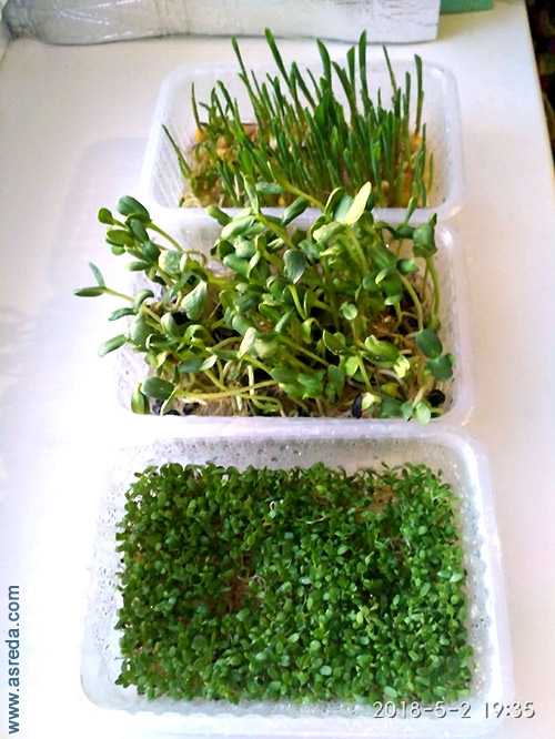 Микрозелень: в чём польза и как вырастить дома