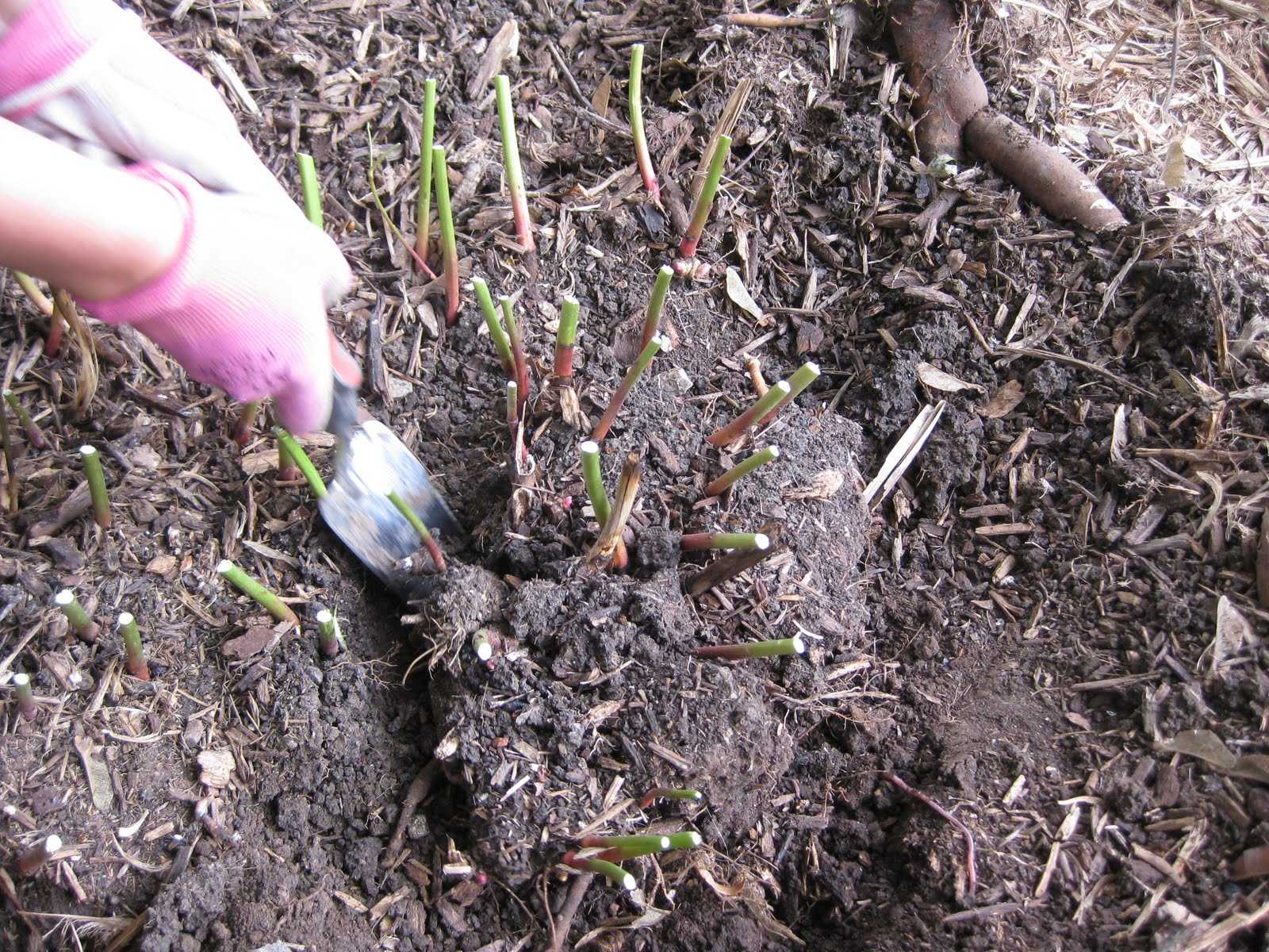 Как правильно посадить пионы весной и осенью в открытый грунт