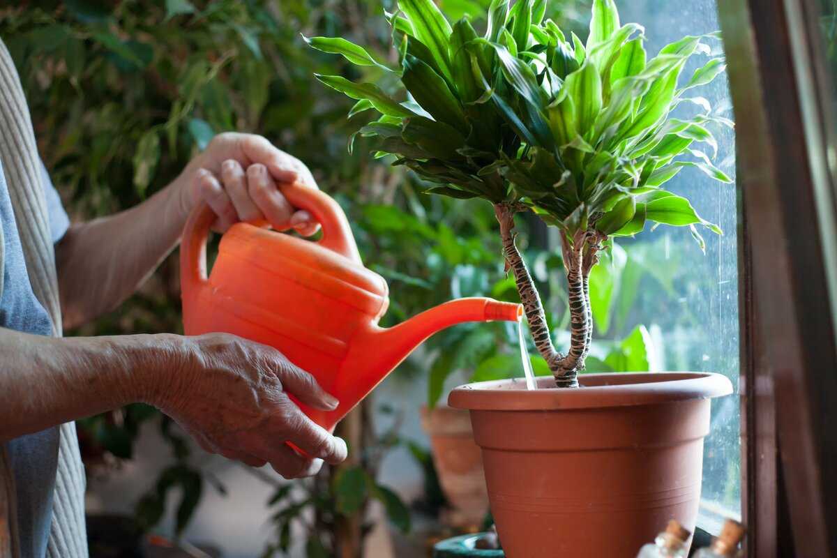Зачем пересаживать комнатные растения и как это правильно делать