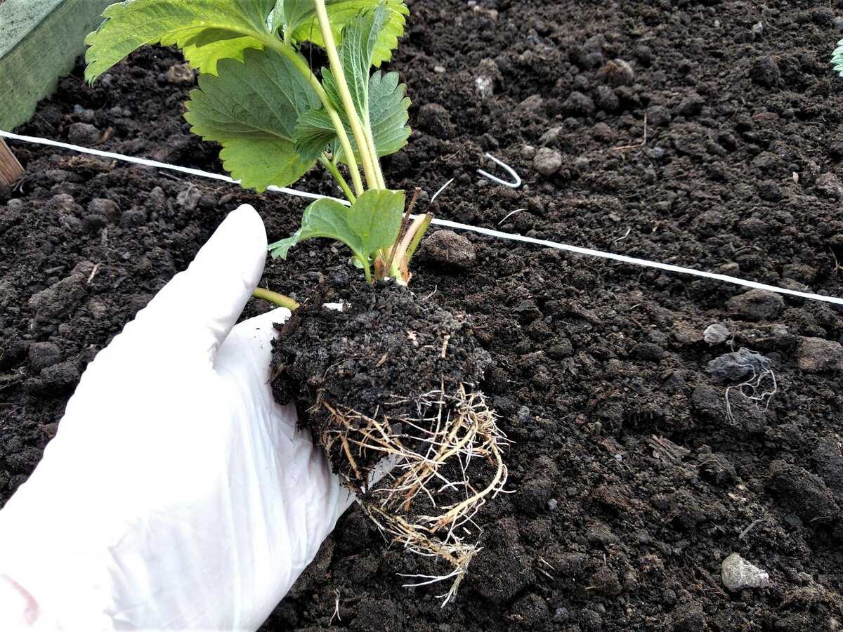 Выращивание клубники в открытом грунте: советы по посадке и уходу за клубникой