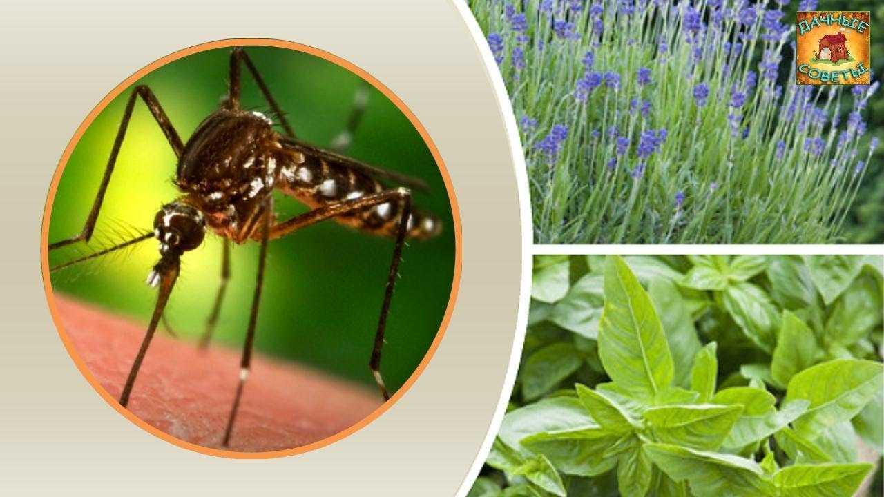 Названы 7 садовых растений, которые действительно защищают от комаров