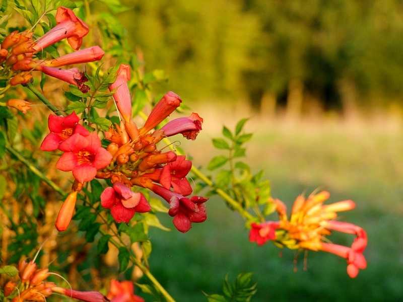 Многолетние садовые 


-цветы: лучшие сорта, цветущие все лето