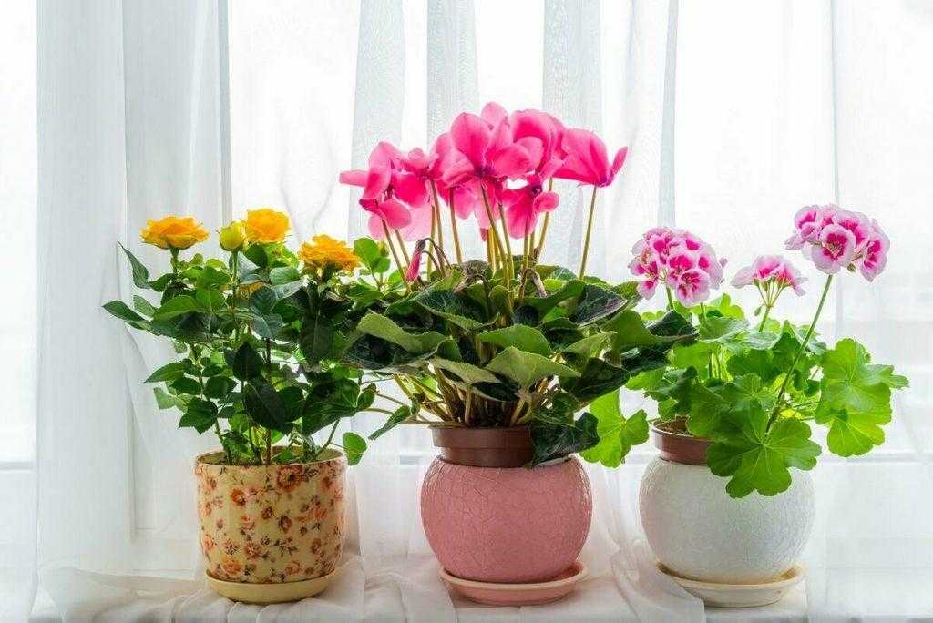 5 комнатных растений которые полезно иметь в доме