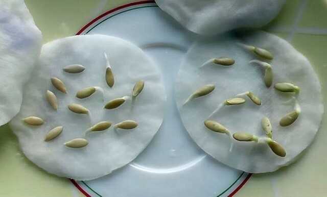 Как правильно замачивать семена перца перед посадкой