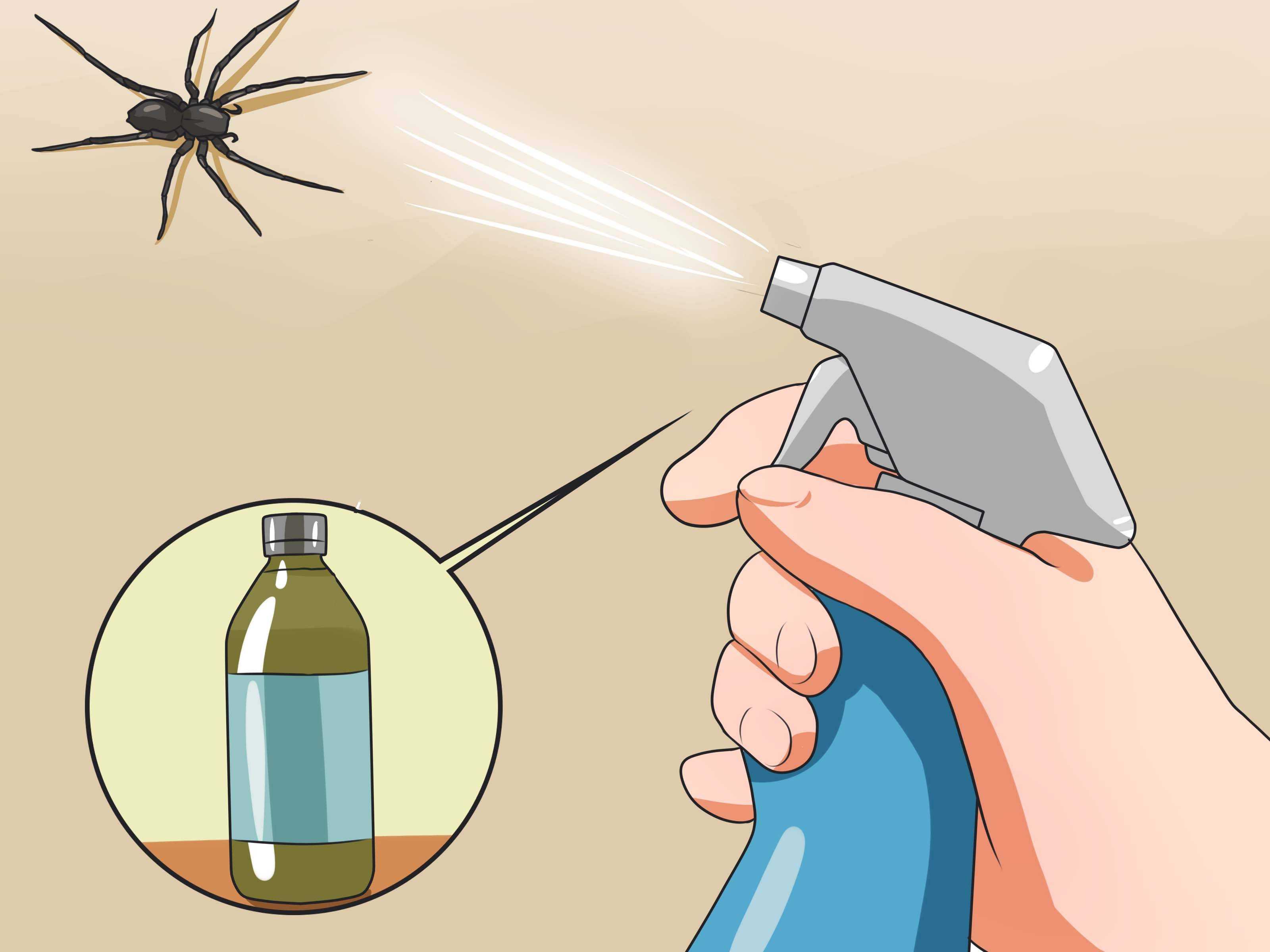 Как избавиться от пауков? - в частном доме, в квартире и в саду
