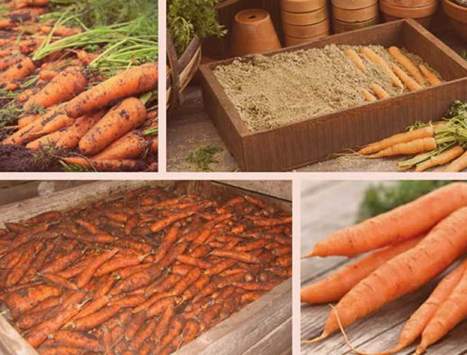 Как хранить морковь в холодильнике: 7 способов